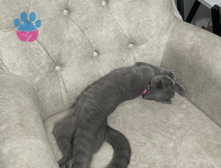 British Shorthair 11 Aylık Eş Arıyor