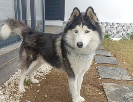Husky 15 Aylık Köpeğim Eş Arıyor - 118972768
