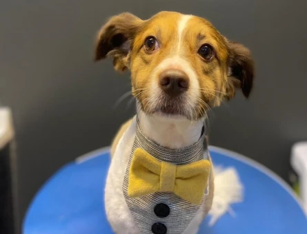 Papillon Köpeğim için Çiftleştirecek Köpek Arıyoruz - 118972770
