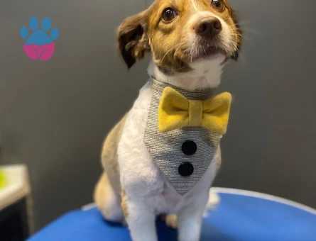 Papillon Köpeğim için Çiftleştirecek Köpek Arıyoruz