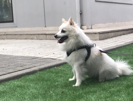 Pomeranian Spitz 4 Yaşında Eş Arıyoruz - 118972771