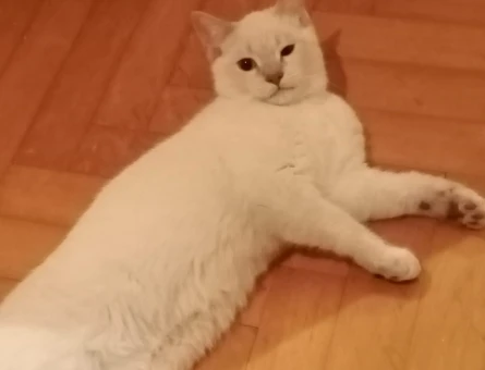 British Shorthair Erkek Kedime Eş Arıyorum - 118972773
