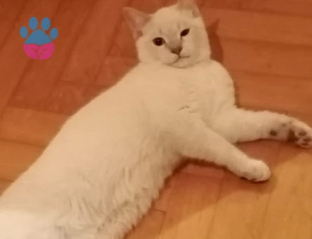 British Shorthair Erkek Kedime Eş Arıyorum