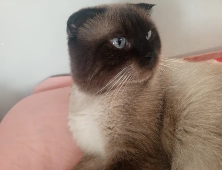 Scottish Fold 2 Yaşında EŞ Arıyor - 118972774