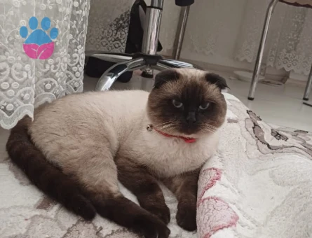 Scottish Fold 2 Yaşında EŞ Arıyor