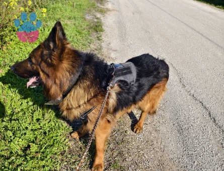 Şecereli 5yaşında oglum