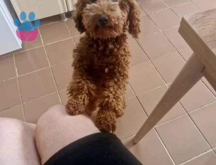 4.5 kg toy poodle oğlumuz kızanda