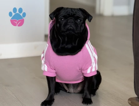 Kızıma damat adayı arıyorum