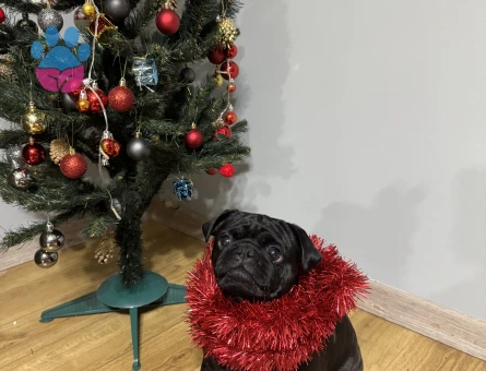 Kızıma damat adayı arıyorum