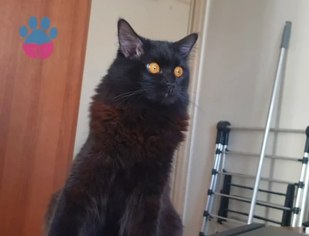 Chantilly-Tifanny kızıma eş arıyorum