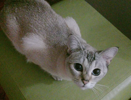 British Shorthair 1 Yaşında Eş Arıyor - 118973526