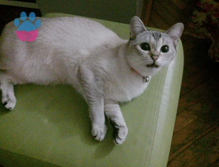 British Shorthair 1 Yaşında Eş Arıyor