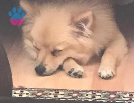 YODA 10 aylık Pomerian Spitz (DİŞİ EŞ ARIYORUZ)