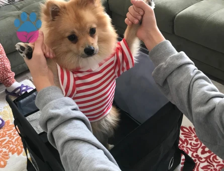 YODA 10 aylık Pomerian Spitz (DİŞİ EŞ ARIYORUZ)