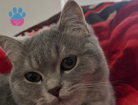 Dişi kedimize eş arıyoruz britsh