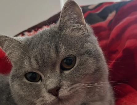 1 Yaşında British Shorthair Kedim Eş Arıyor - 118981271