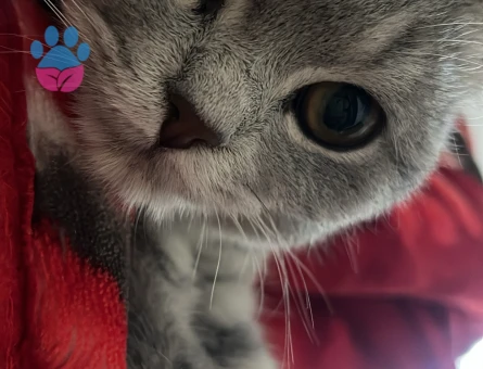 Dişi kedimize eş arıyoruz britsh