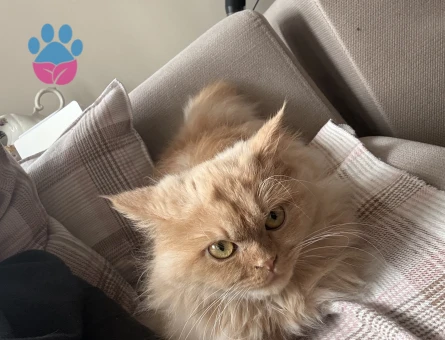 Sevimli , bakımlı , aşıları tam BRİTİSH LONG HAİR GOLDEN KIZIMA EŞ ARIYORUM.