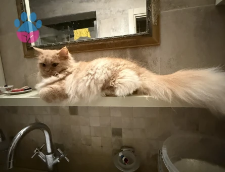 Sevimli , bakımlı , aşıları tam BRİTİSH LONG HAİR GOLDEN KIZIMA EŞ ARIYORUM.