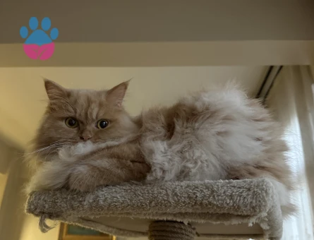 Sevimli , bakımlı , aşıları tam BRİTİSH LONG HAİR GOLDEN KIZIMA EŞ ARIYORUM.