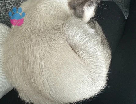 Siyam kedime Eş arıyorum