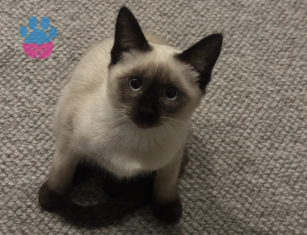 Siyam kedime Eş arıyorum