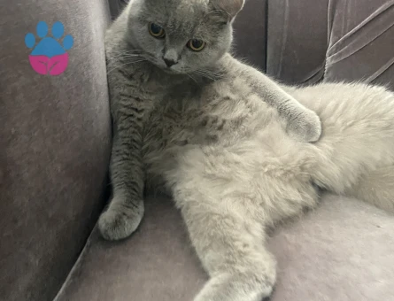 Dişi kedime eş arıyorum