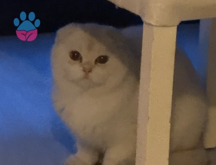 Pamuk kıza eş arıyorum