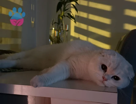 Pamuk kıza eş arıyorum