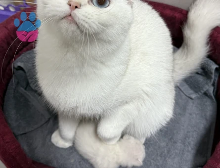 Pamuk kıza eş arıyorum