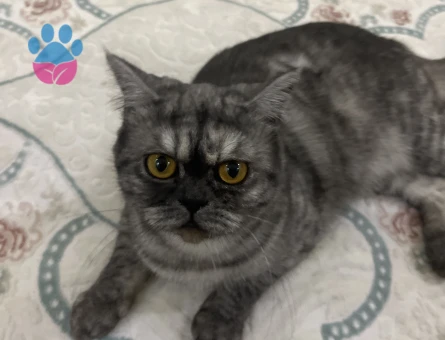 Kızımıza eş arıyoruz