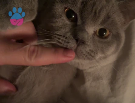 Bebek düşünen bir eş arıyoruz