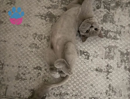 Bebek düşünen bir eş arıyoruz