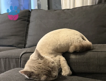 Bebek düşünen bir eş arıyoruz