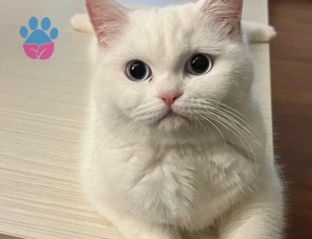 British shorthair dişi kedime eş arıyoruz