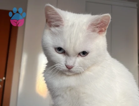 British shorthair dişi kedime eş arıyoruz