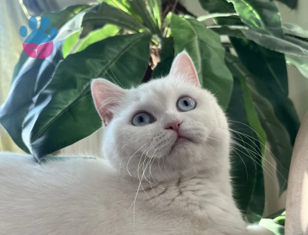 British shorthair dişi kedime eş arıyoruz