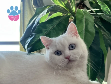 British shorthair dişi kedime eş arıyoruz