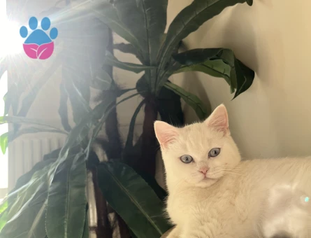 British shorthair dişi kedime eş arıyoruz
