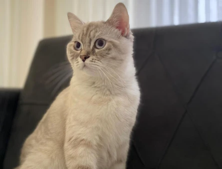 British Shorthair 1 Yaşında Eş Arıyor - 118981292