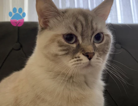 British Shorthair 1 Yaşında Eş Arıyor