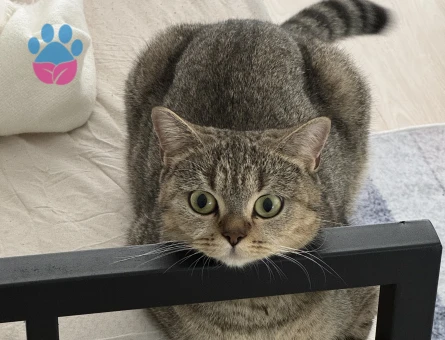 British shorthair acil