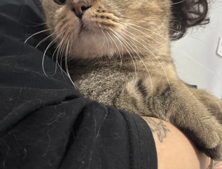 British shorthair acil - 118974308