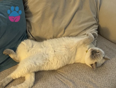 Biritish blue point kızımıza scootish foold eş arıyoruz 🩵