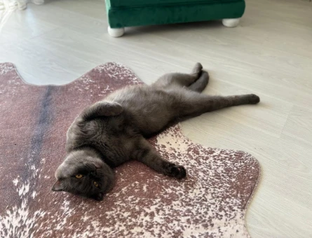Scottish Fold 2 Aylık Kedime Eş Arıyorum - 118974311