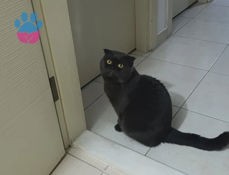 Scottish Fold 2 Aylık Kedime Eş Arıyorum