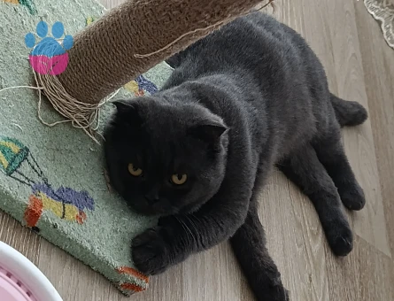 Scottish Fold 2 Aylık Kedime Eş Arıyorum