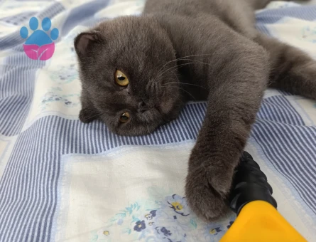 Scottish Fold 2 Aylık Kedime Eş Arıyorum