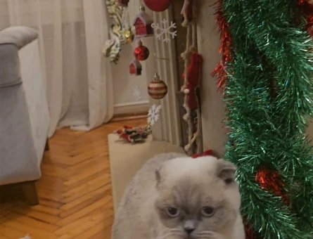 Scottish fold - 118974317