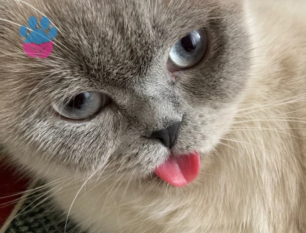 scottish fold kızımıza eş arıyoruz